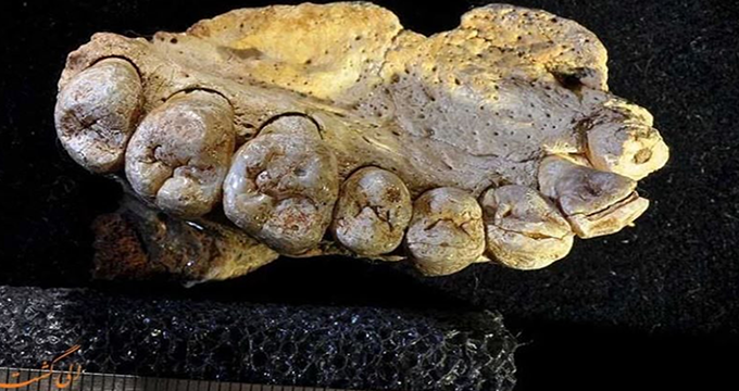 ترین ها/ قدیمی ترین فسیل انسان در بیرون آفریقا کشف شد!