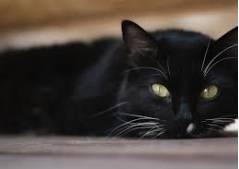 تعبیر خواب گربه سیاه کوچک