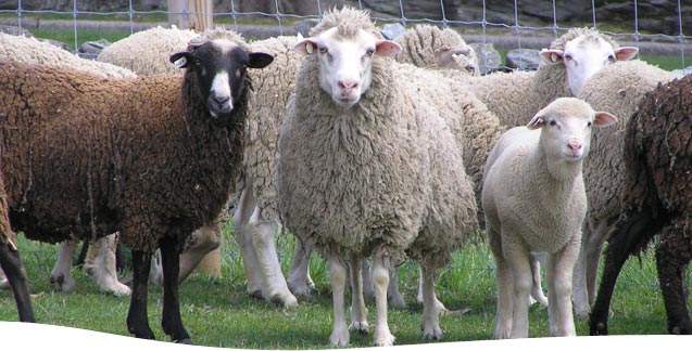 آموزش پرورش گوسفند
