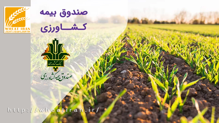 کشاورزان محصولات خود را بیمه کنند