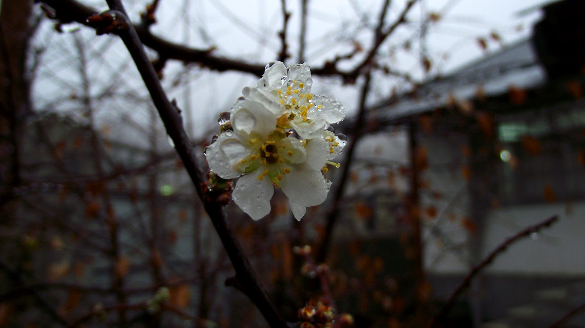 شکوفهی بهاری bloom