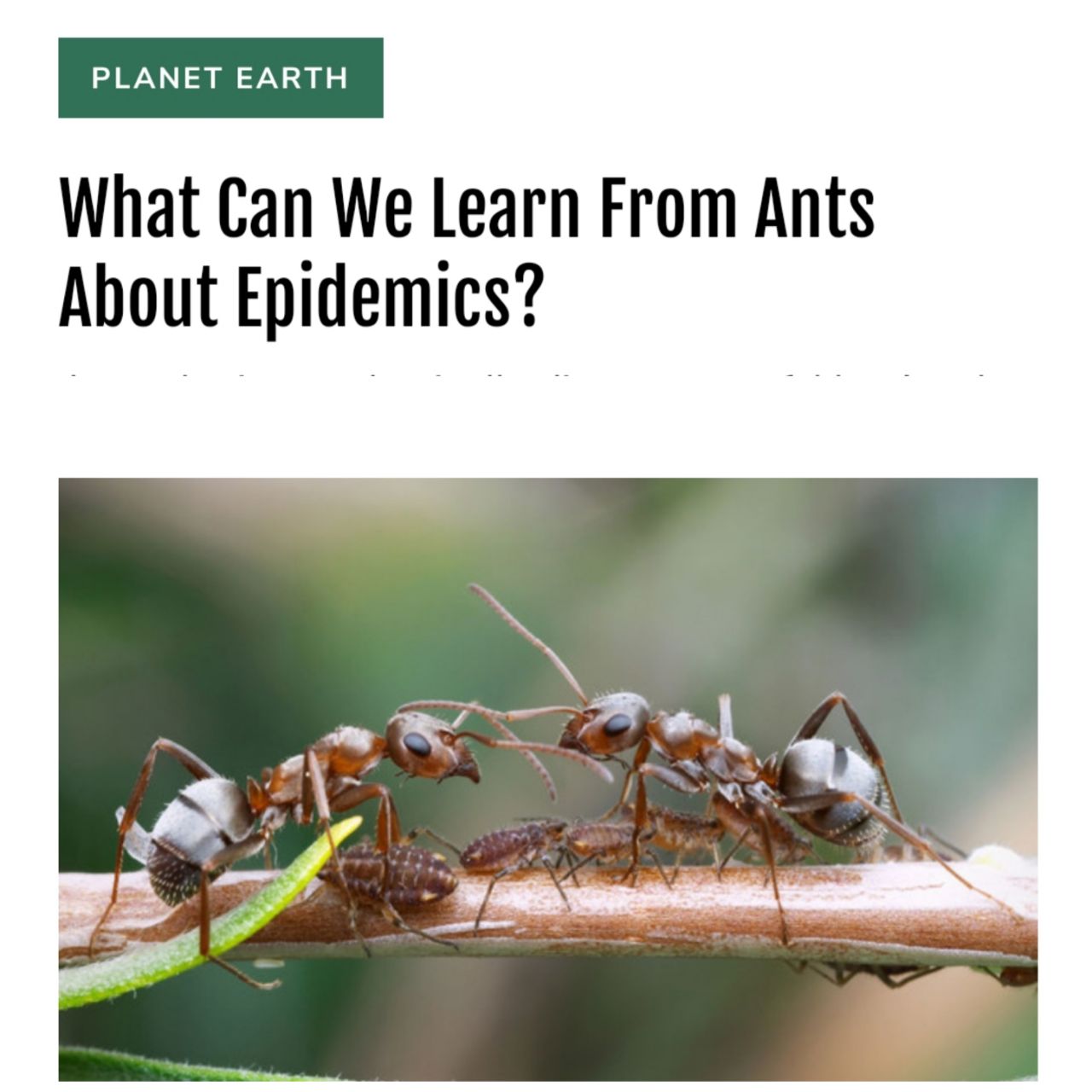 مورچه‌ ها موفق‌ ترین موجودات در کنترل فراگیری‌ ها هستند!