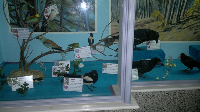 بازدید از موزه محیط زیست.دبستان شهید ماهینی.خانم فکوری