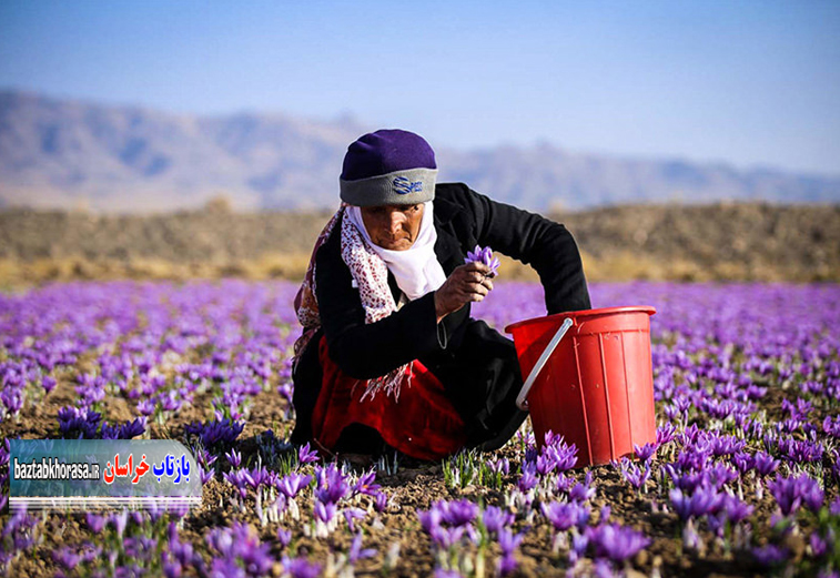 هماهنگی برای صادرات زعفران خراسان شمالی به چین و برزیل