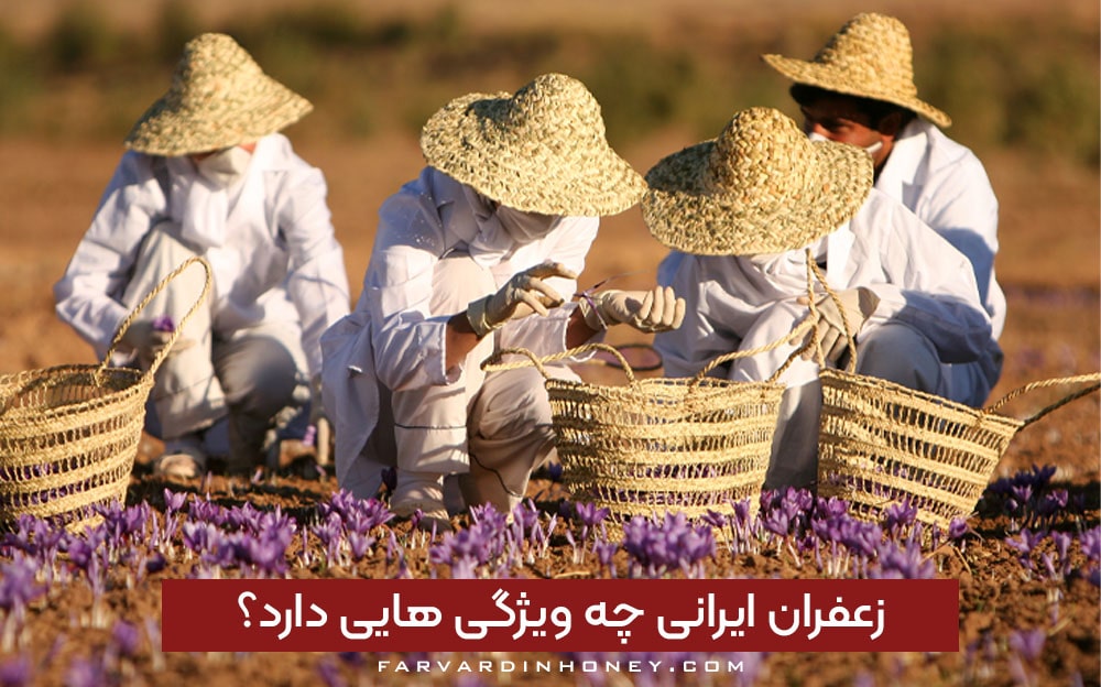 زعفران ایرانی چه ویژگی هایی دارد | راهنمای تشخیص طلای سرخ واقعی