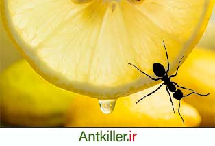 لیمو راهی برای نابودی مورچه 