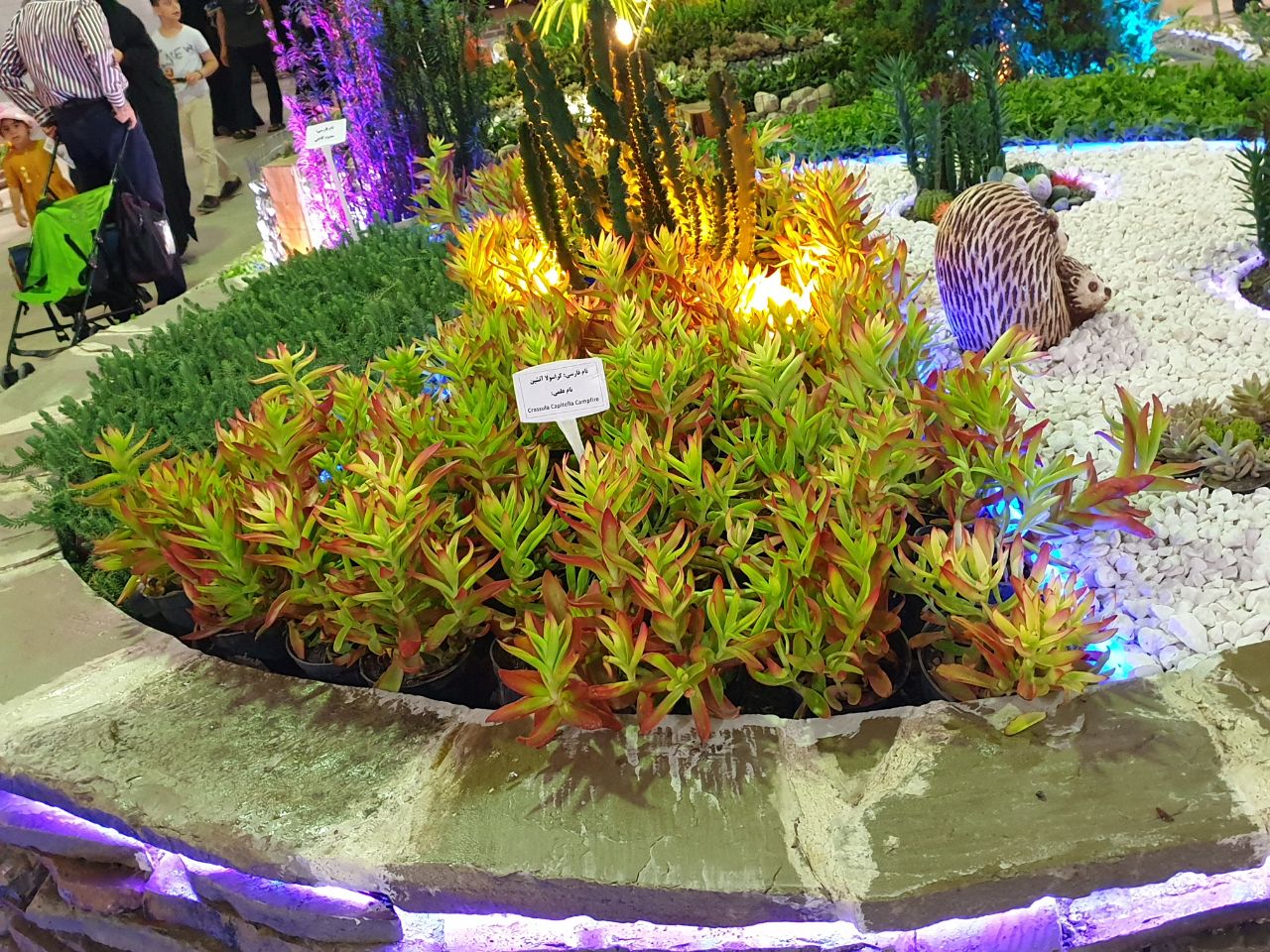 نمایشگاه گل و گیاه مشهد 