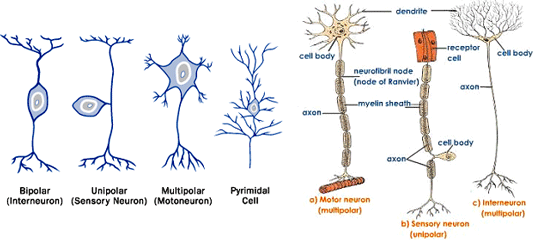 انواع نورون
