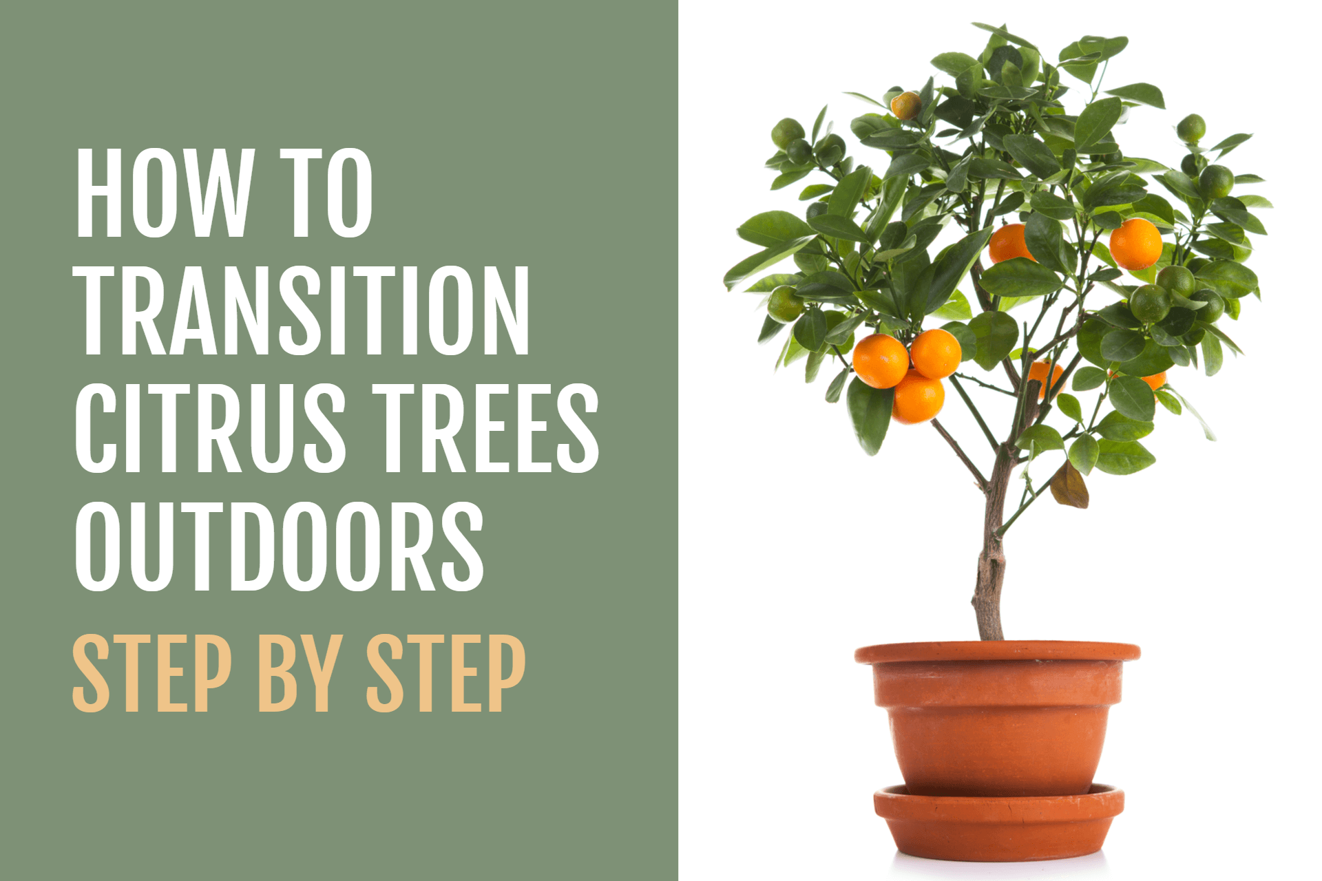 نحوه انتقال درختان مرکبات به فضای باز در بهار | How to Transition Citrus Trees Outdoors in the Spring
