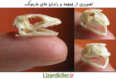 تصویری از جمجمه و دندان های مارمولک
