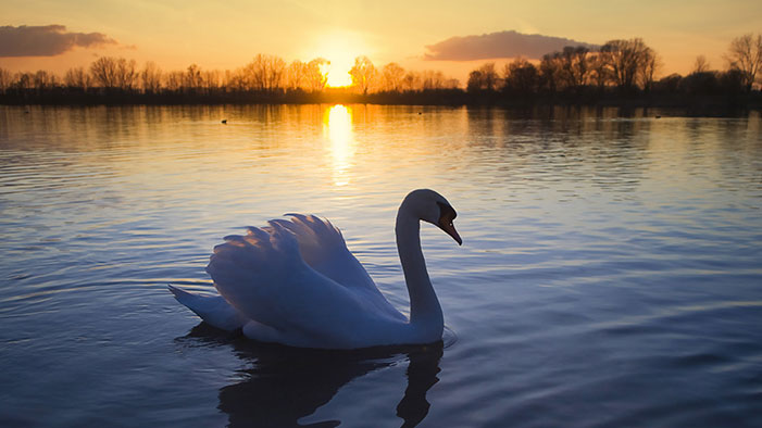 Swan-Bird-Lake-Sun-and-Romance