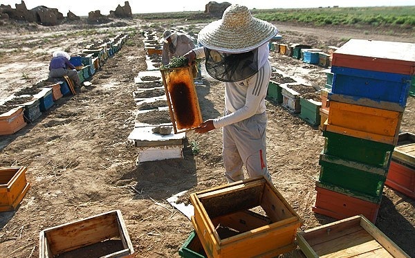 آموزش جامع پرورش زنبور عسل 