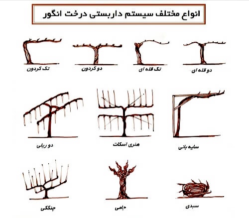 هرسی که باعث پاکسازی انگور می شود!