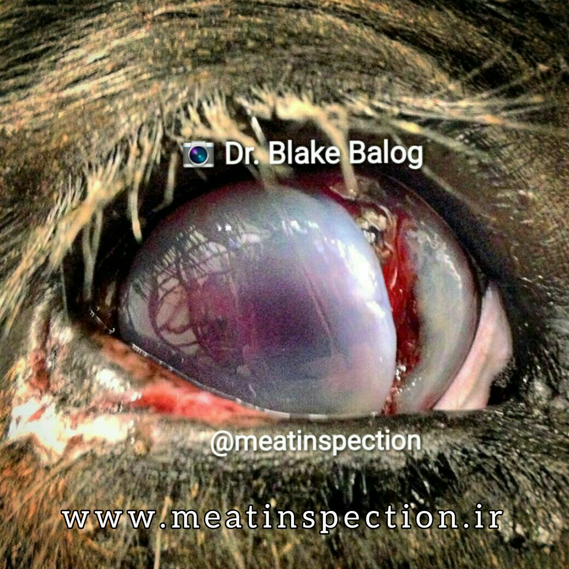 Corneal laceration