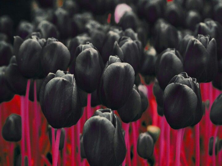 گرانترین گل دنیا:لاله سیاه 