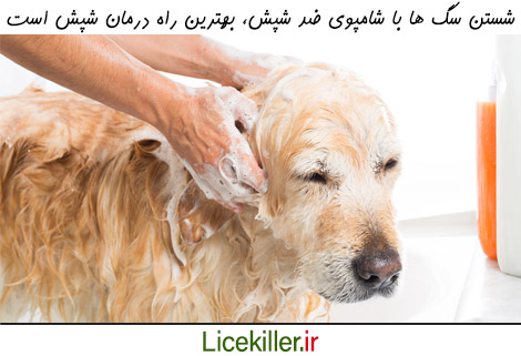 درمان شپش در حیوانات خانگی