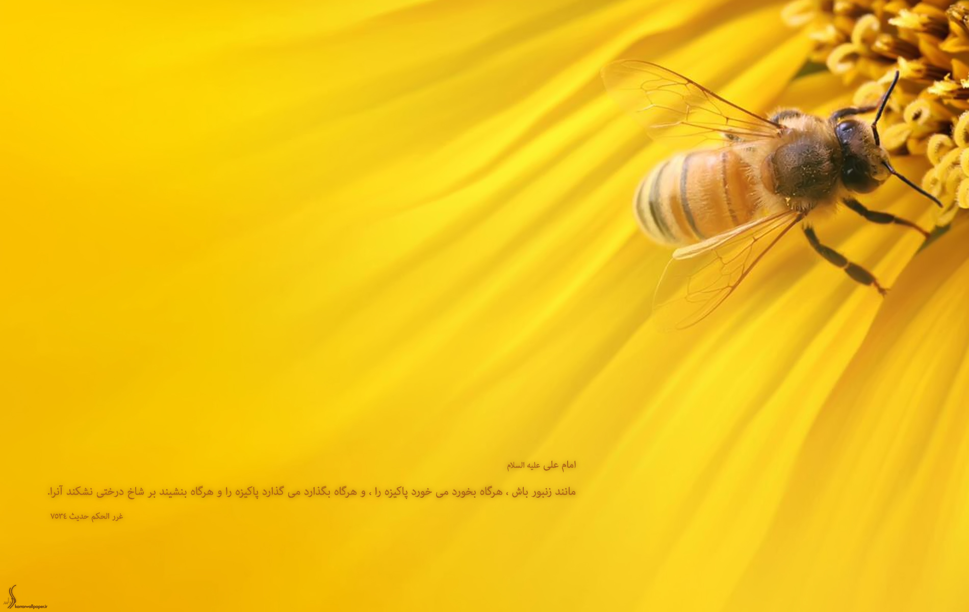 مانند زنبور باش