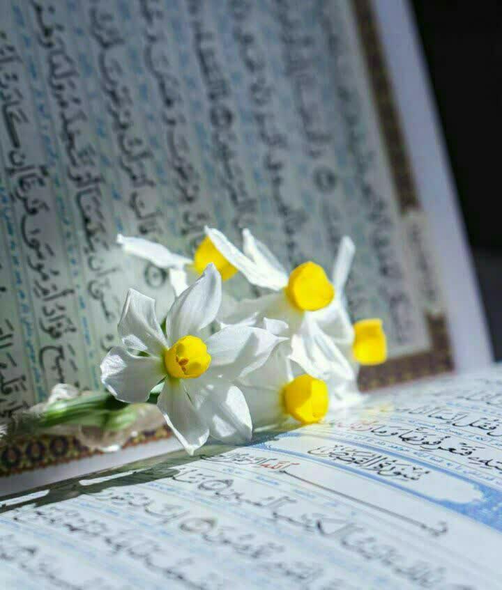 گل نرگس گل نرگس