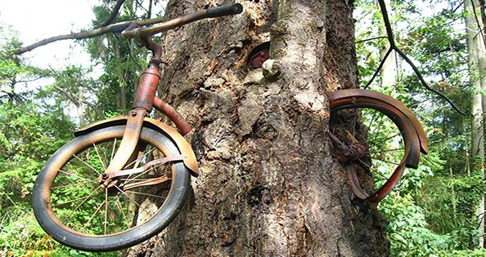 داستان واقعی دوچرخه ای که داخل تنه یک درخت رشد کرده است!