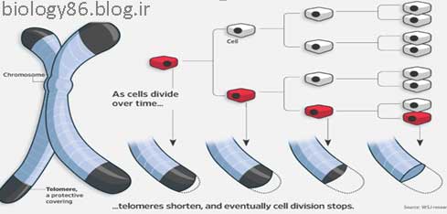 کوتاه شدن تلومرها در پیری