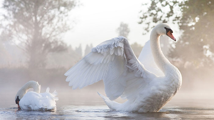 Swans-Steam-Water-Fog-Wings