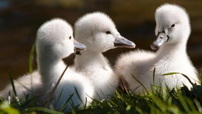 Sweet-Baby-Swans