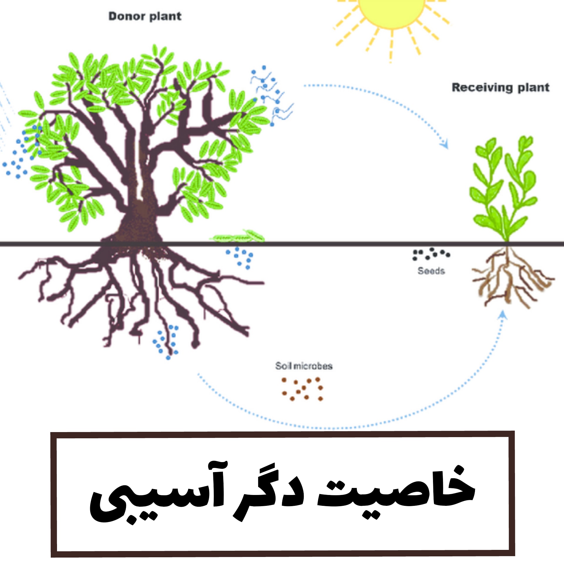 گیاه دگر آسیب چه گیاهی است؟