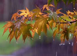 کاهش ۶۵ درصدی بارندگی نسبت به پاییز گذشته