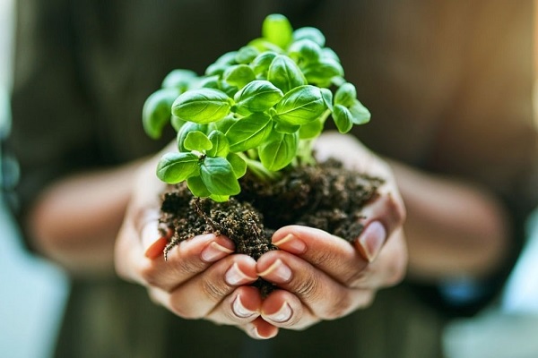عوامل کاهش دهنده رشد در گیاهان