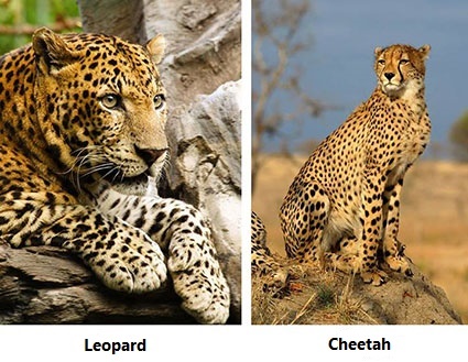 What is the Difference between Leopard and Cheetah