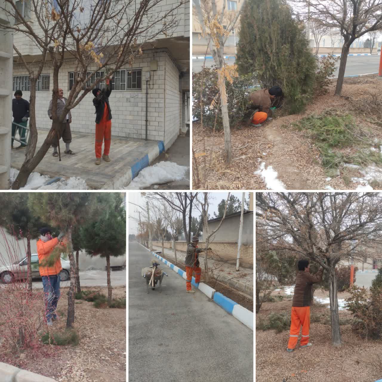 هرس درختان و‌ فضای سبز سطح شهر توسط کارگران خدوم شهرداری