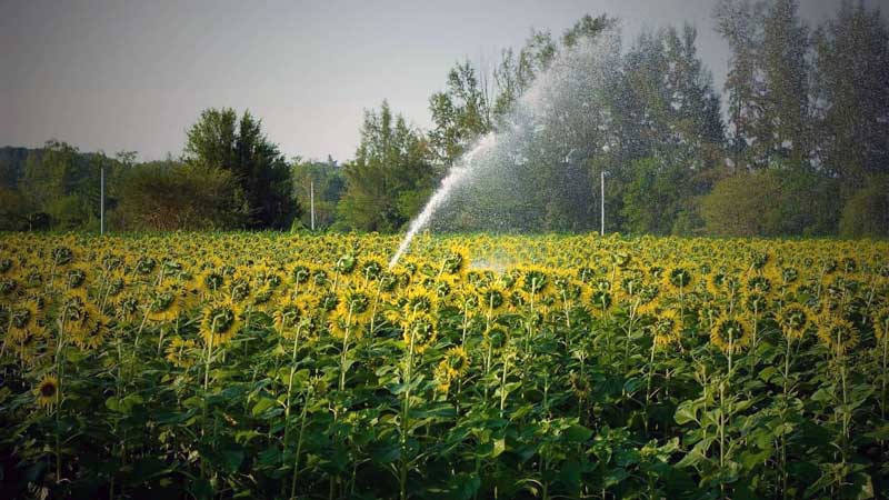 آبیاری آفتابگردان