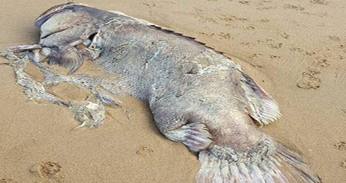 کشف لاشه ماهی عجیب در سواحل استرالیا