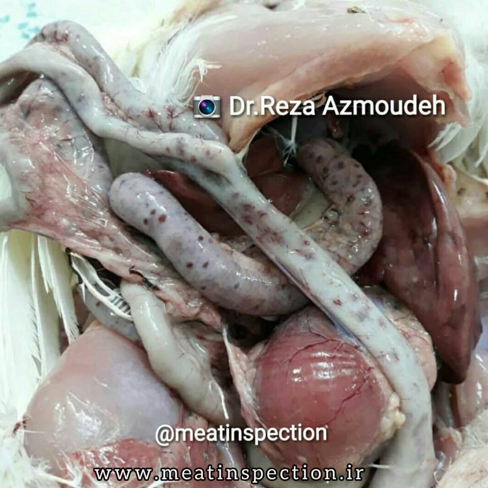 chicken coccidiosis & necrotic enteritis