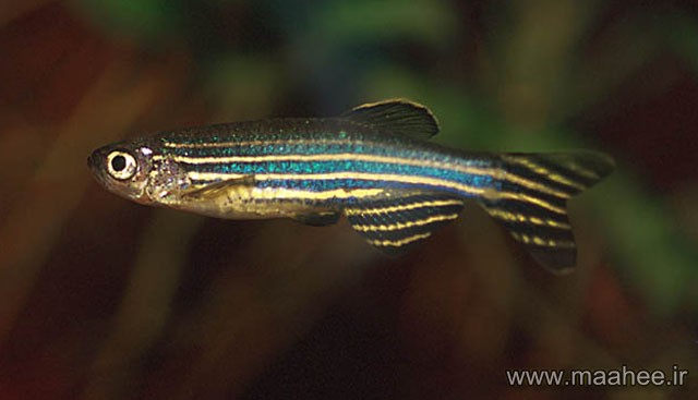  ماهی زینتی گوره خری یا زبرا از جمله ماهیان آکواریومی آب شیرین است