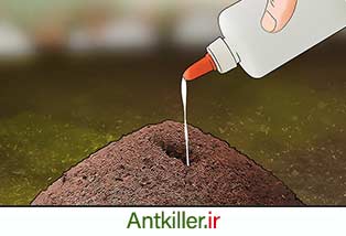 به کار بردن خاک دیاتومه برای نابودی کلونی مورچه