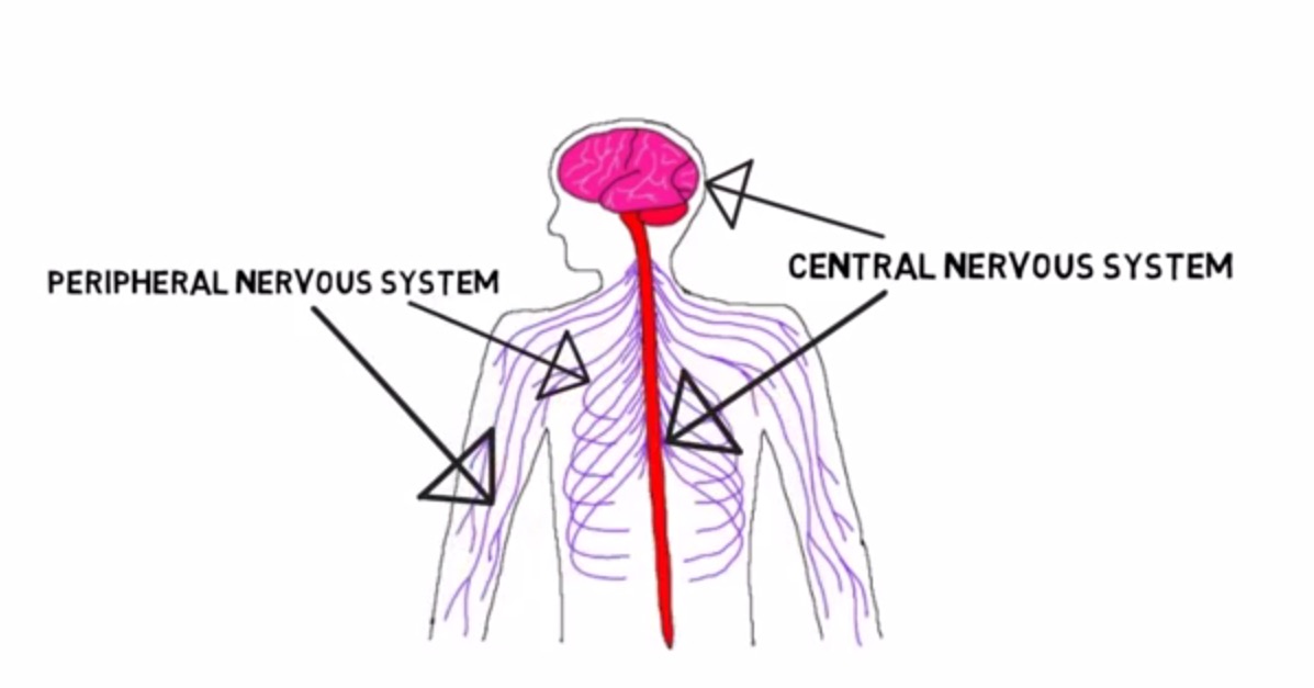 سیستم عصبی