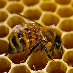 زنبور عسل و چگونگی لانه سازیشان