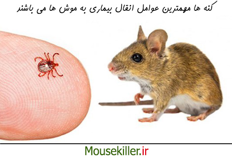 کنه مهمترین عامل انتقال بیماری به موش ها