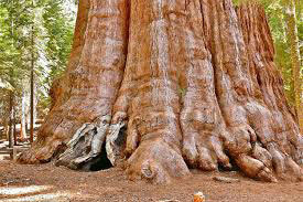 بزرگترین درخت زنده جهان کدام است