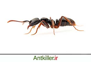 مورچه سوزنی آسیایی