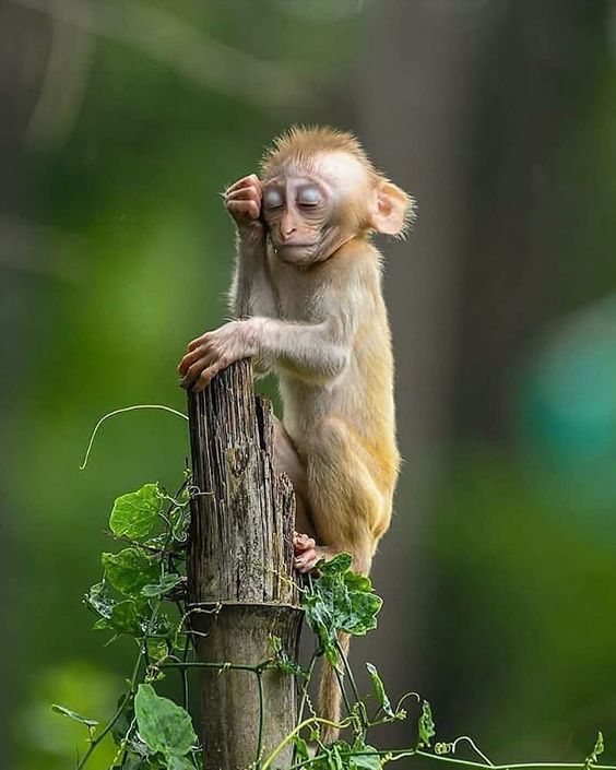 عکس های زیبا از میمون