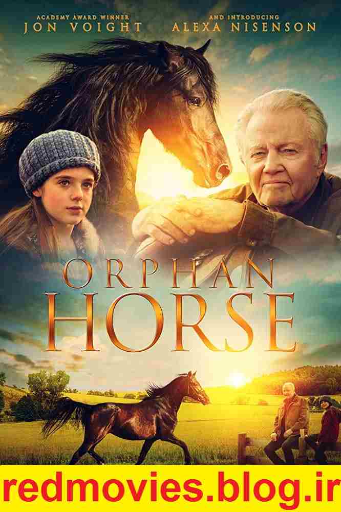 Orphan Horse 2018