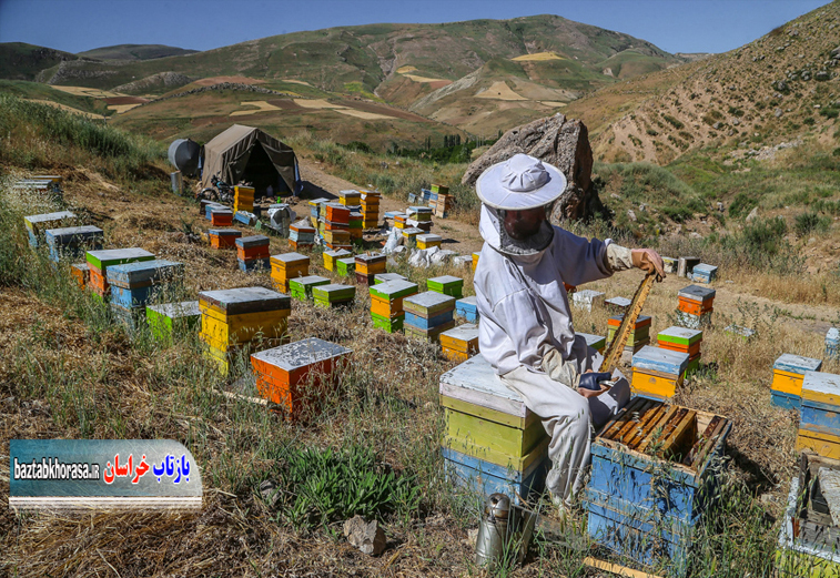 افزایش ۱۱ درصدی تولید عسل در خراسان شمالی