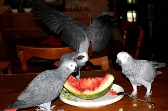 طوطی های کاسکو در حال خوردن هندوانه
