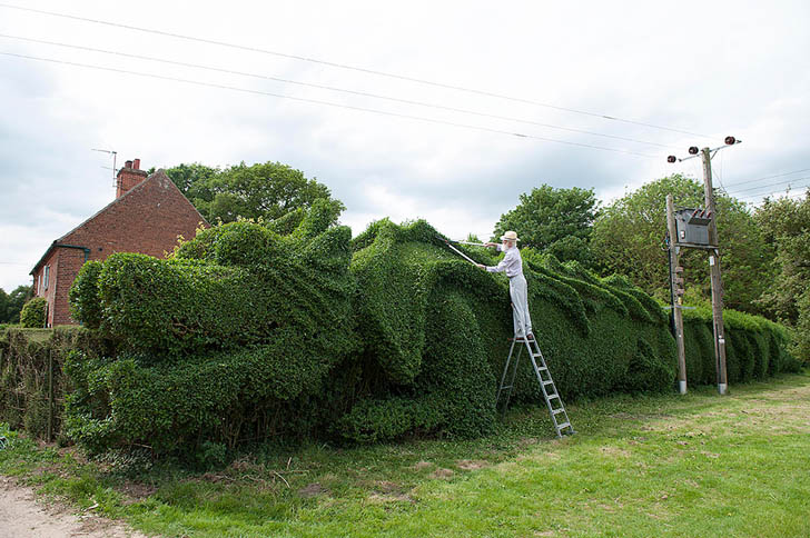 dragon-hedge