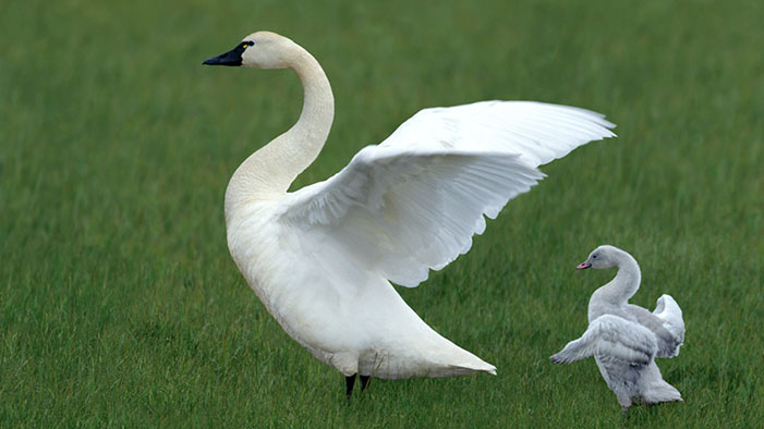 Baby-Swan-Mother