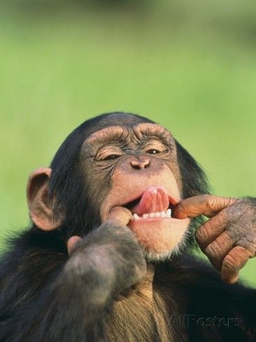 حرکات خنده دار میمون ها