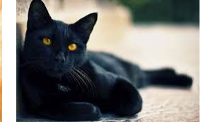 تعبیر خواب درباره گربه سیاه 