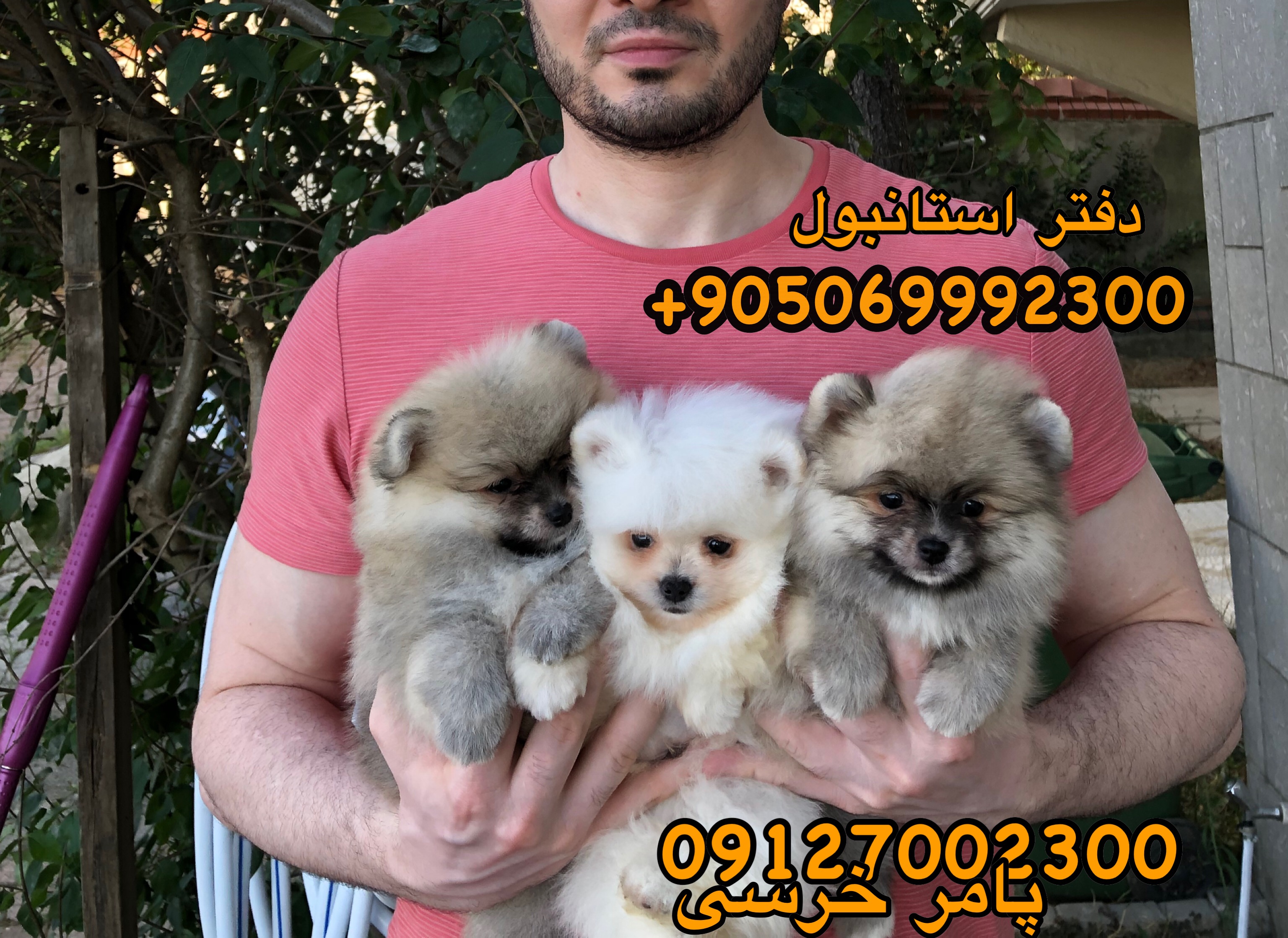 سگ پامرانین در تهران